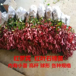 ��Ҷʯ��̻�������ľ�ļ�����ͥԺ��԰�̻�ֲ��ʯ�����绨��ľ