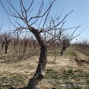 ����Ե ��÷��׮��ӭ�µ� ��÷��׮ �۸����