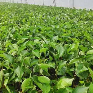 樱桃树苗多少钱信息推荐