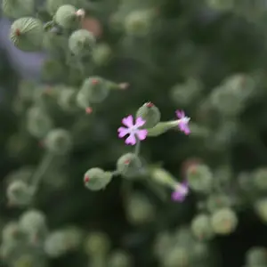 北京绿鑫花种矮雪轮
