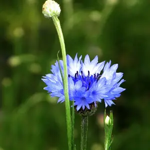 �����ӻ��� ��˹�ո�ɣ ������ ���ղ� ������ ���ٴ�����ľ�