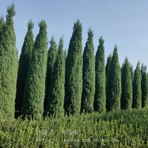 辽宁丹东桧柏 东北沈阳桧柏 开原塔柏基地 内蒙桧柏小苗繁育