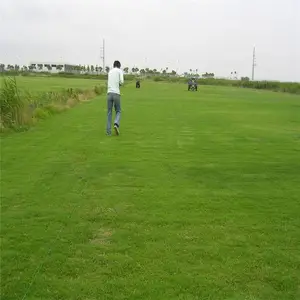 果岭草草坪草皮 四季青 好打理 操场高尔夫球场 别墅区地被栽植