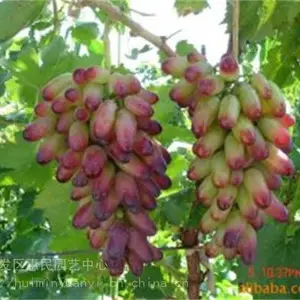 山东青岛0.5-2公分葡萄苗销售中心 ***格