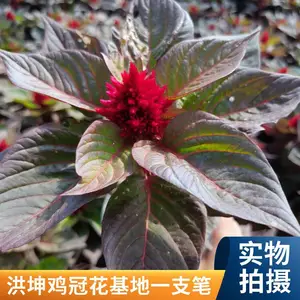 鸡冠花 种植基地 红叶一支笔花坛花境 点缀小区庭院公园种植批发 价 格