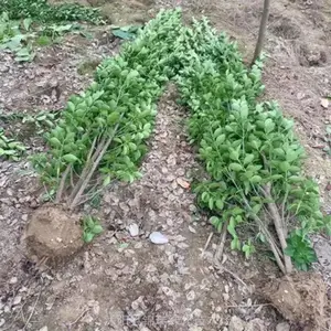 ������������Ҷ��� ��������ͻ�� ����ǿ �ʺϹ�ҵ�� ������Ⱦ���̻�