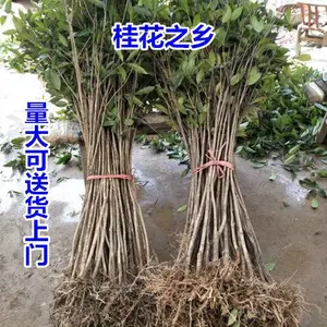 ���������������ļ�����ֲ��Ũ���ͼ޽ӽ�𵤹������ļ���ֲ
