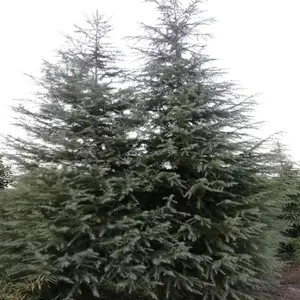 ���̴�ѩ������ 7��ѩ�ɼ۸� ��Ʒѩ��***�� 5��6��7��ѩ�ɶ���Ǯһ��