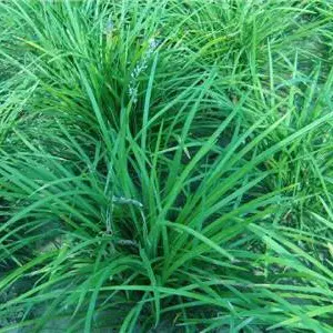 王春雷麦冬草***格(图)-细叶麦冬草价格-西藏麦冬草价格