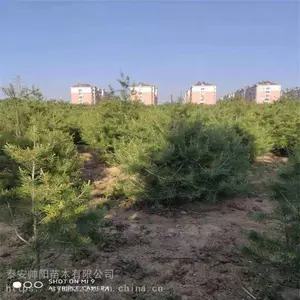 1�װ�Ƥ�� ����۸���ѯ ��Ƥ�� ����С������ ˧�� ��Ӧ����