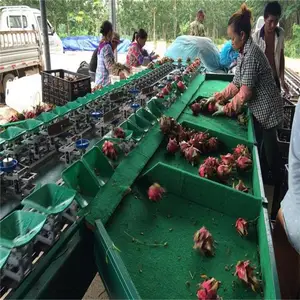 新款火龙果分拣机 重量分选大小无损伤选果机