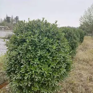 ��Ҷ��������ۣ��������۴�Ҷ�������ӣ���Ʒ��Ҷ������