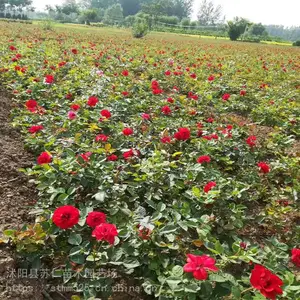 ����¼��������Ǯһ�ꡢ���ͼƬ��Ʒ��