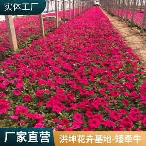 ��ǣţ ���ع��� ����Ʒ�� ���ܻ������� ������������ ��ɫǣţ��