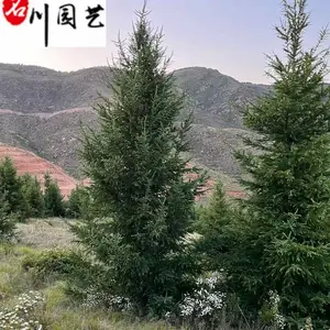四川落叶松绿化苗木批发 10-12公分落叶松价格 成都落叶松苗圃基地批发 量大从优