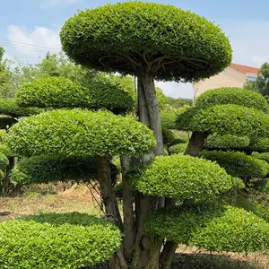 京山造型对节白蜡 单杆丛生对节白蜡工程苗 产地直供