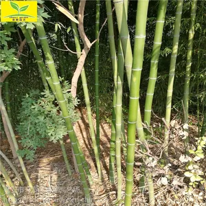 ����ũҵ���������� 1���������� 2��2.5�׸� ͥԺ�̻�ֲ�� ��������ֲ����