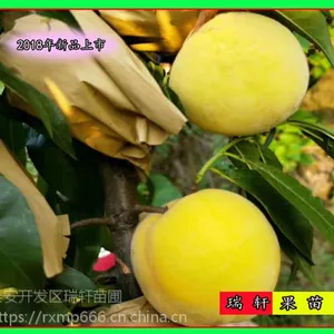中晚熟新品金皇后桃苗 近期价格