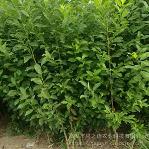李子树苗批发图片、李子树苗批发图片