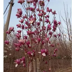 万家岭玉兰树苗苗圃