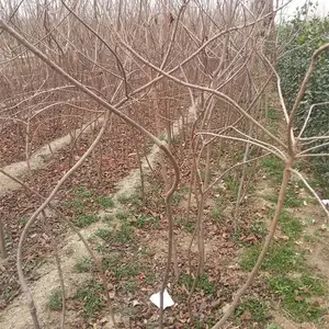 山东泰安0.5-3公分黄栌一级货***格