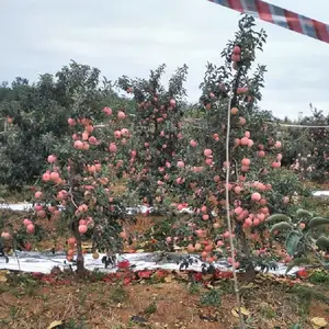 �޽��̸�ƻ���� ������ƻ���� ������