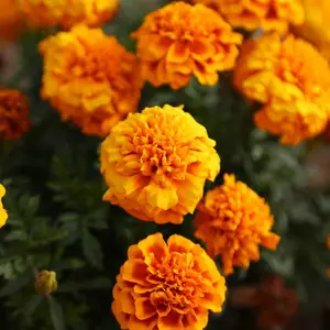 北京绿鑫花种孔雀草