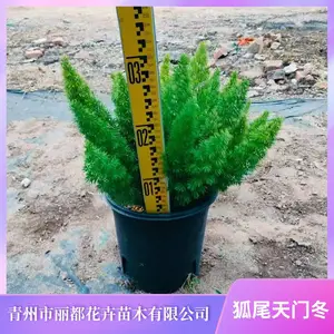 狐尾天 门冬 狐尾天 门冬批发基地 狐尾天 门冬种植基地