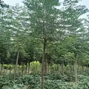 山东邹平二乔苦楝树苗基地供应10公分苦楝树苗厂家苗木供应商3-8公分苦楝树苗产地报价