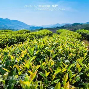 福建水仙茶 漳平水仙茶 水仙乌龙茶 茶叶 水仙茶饼 漳平水仙茶厂 水仙批发