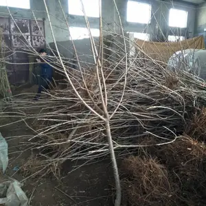 ���ϰ���ӣ���� ѡ����ӣ���緽�� ӣ�����ڷ�ע�������
