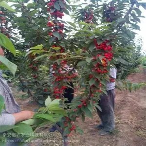 ���ɹŰ����׶�-����ӣ���緱�����ء���ӭ��ѯ