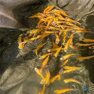 �Ƹ��в����� ����˹������۸�