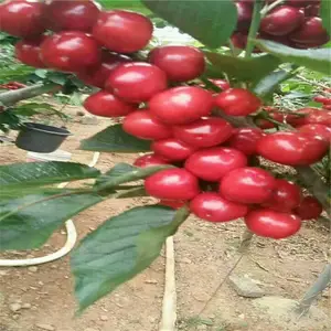 ������ӣ���� ��ľ���� ӣ���� �����ֻ����� ˧������ ��ľ����