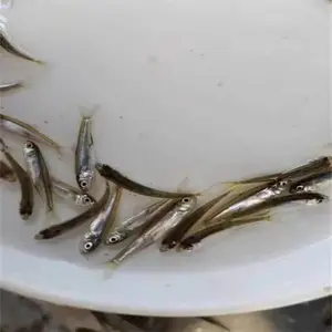 易养殖水产 马口鱼 港明花杈鱼鱼苗 鲜活供应