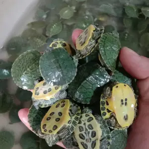 �������� �ݹ��� ��ˮ��ֳ ��ֳ��ֱ�� ȫ������
