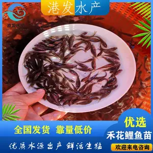 �������Ǻ̻����������� ������������