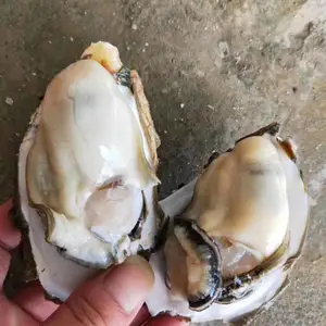 ��������������� �����ַ�