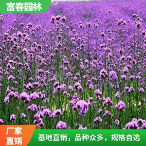 ��Ҷ���޲�Ӫ���� ��ɫ����С�绨�����۽����޸�����