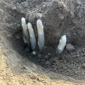 ��«�ӽ�«�����ӷ�������Ӧ�Թ��װ�ļ�«��