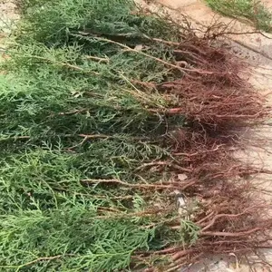 大量批发侧柏苗 一年生侧柏苗 侧柏小苗 侧柏大苗 规格齐全