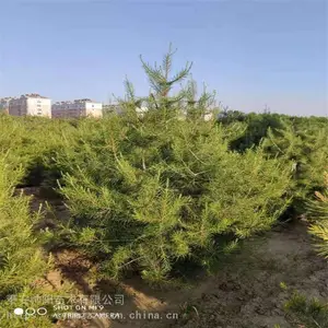 1�װ�Ƥ�� ����۸���ѯ ��Ƥ�� ����С������ ˧�� ��Ӧ����