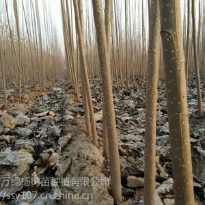 优质107杨树苗种植繁育要点