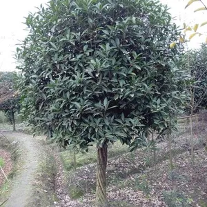 �ɶ��߸���ɰ�����,�컨ϵ����ľ,��������