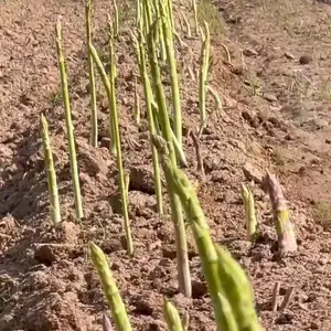 «���ڴ�������԰�����趼������ֲ���ó���Ӫ��������ʡ��