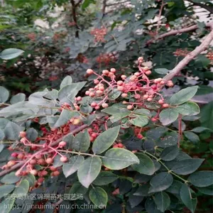 2019花椒苗报价 花椒苗价格