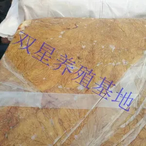 现货支持预订驴板肠新疆草原放养活驴现宰速冻驴板肠