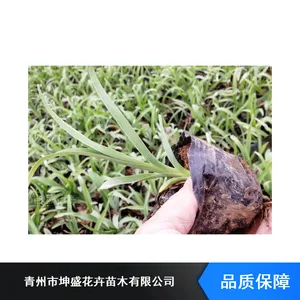 婀栧寳鏄ュ瀹挎牴鑺卞崏_鏄ュ鍗佷竴鑺卞崏浜у湴_浜斿彾濮旈櫟鑿滅┐鐩樿嫍