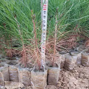 湿地松杯苗,湿地松树苗,湿地松小苗,湿地松苗木基地-林之源