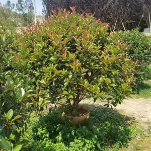 福建绿化红叶石楠球 大量种植福建漳州红叶石楠球漳州红叶石楠球基地叶子花球***价格